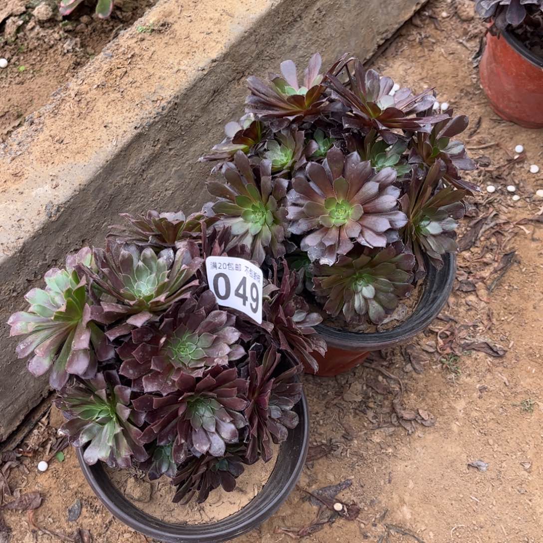 黑铜壶049量拍一颗不包断枝