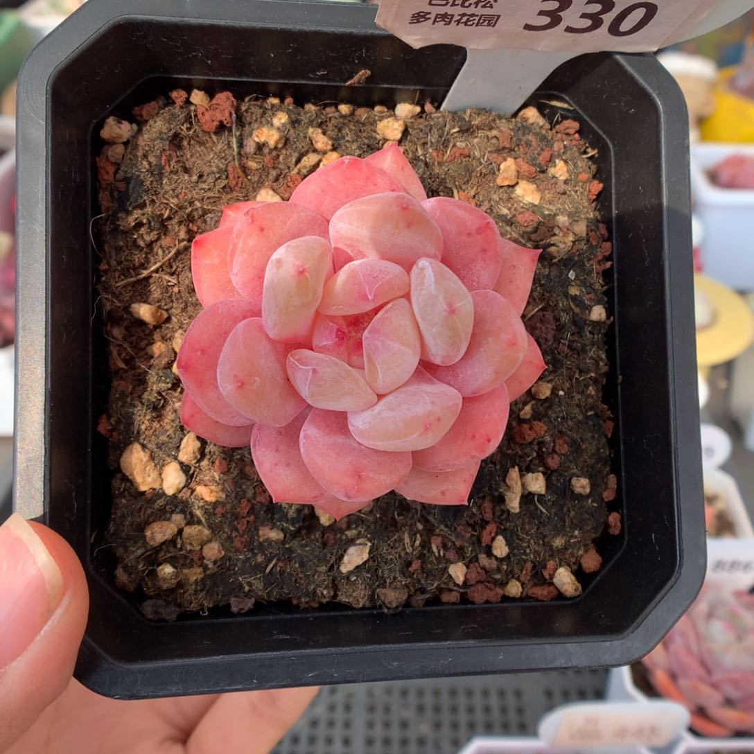 330丸叶雪天使多肉植物