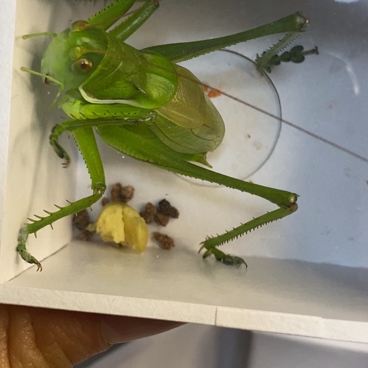 低****蟋蟀我在等着你回来呀