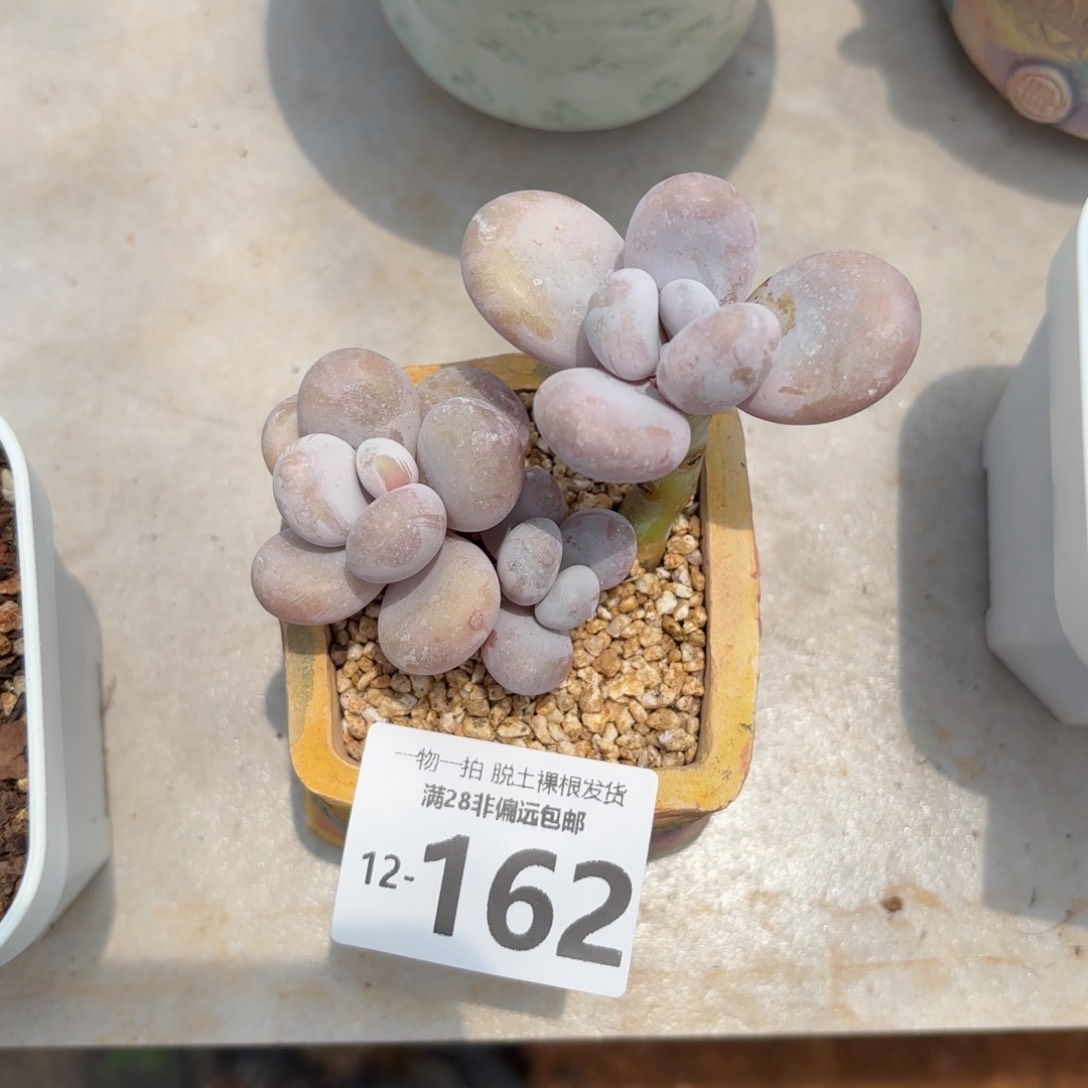 奶酪老桩多肉多肉