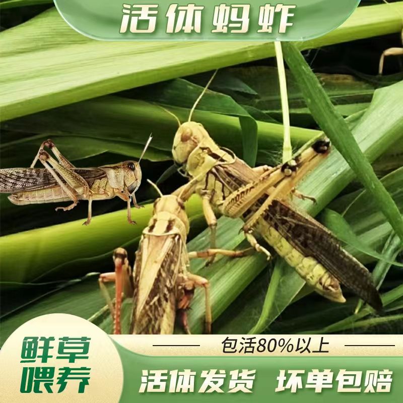新鲜活体蚂蚱蝗虫蚱蜢飞蝗画眉鸟爬虫龟宠物蜂饲料