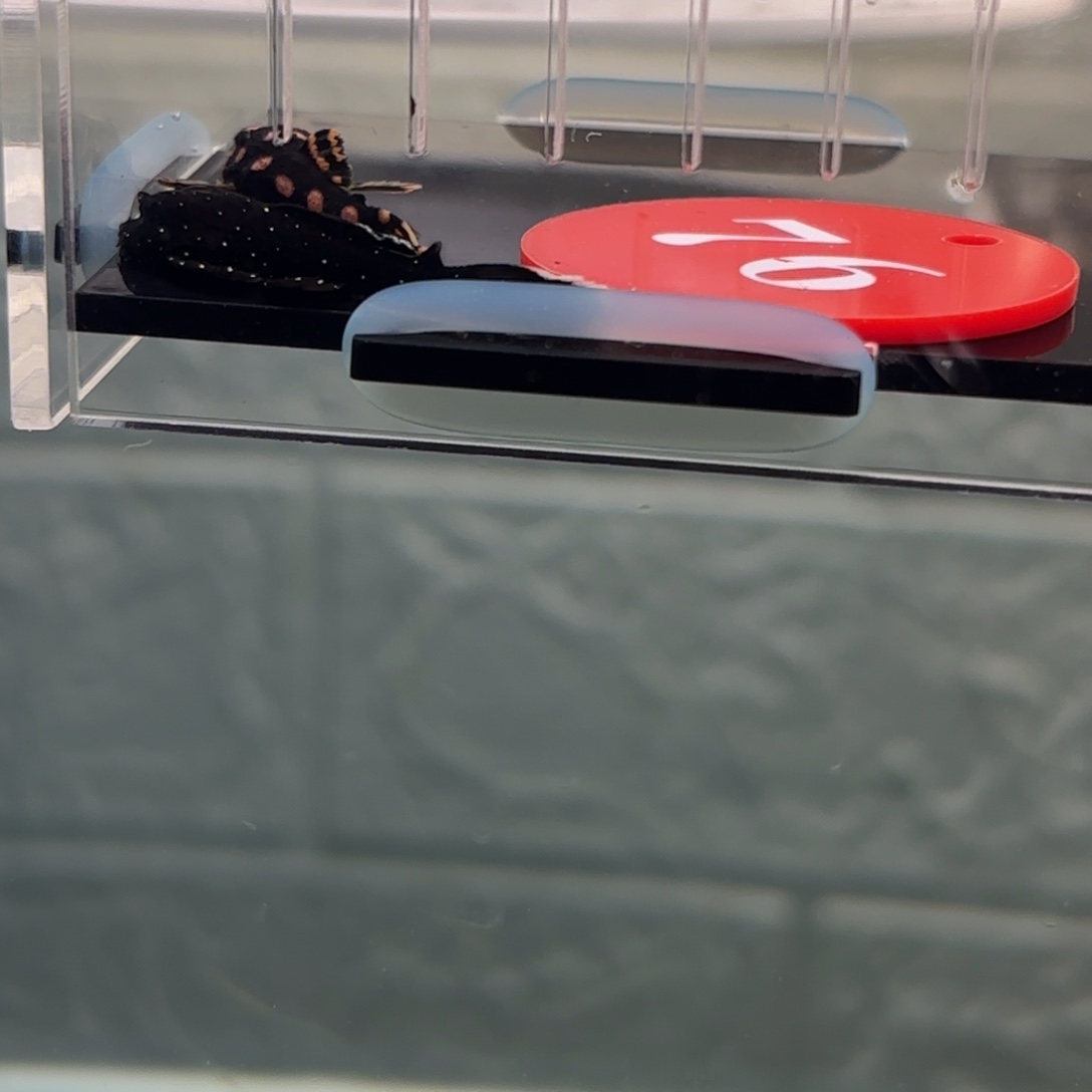 大***丶清道夫鱼白边一条3➕，龙钻一条3中通