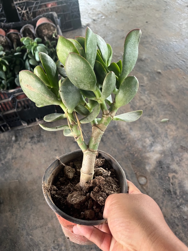 2颗玉树盆栽室内好养四季常青多肉植物带土球发货