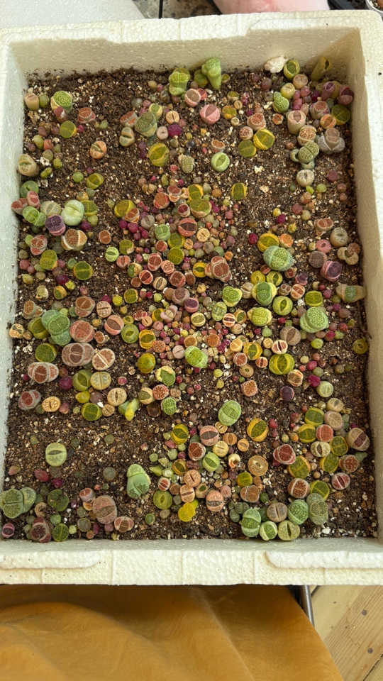 彩色整箱多肉混合