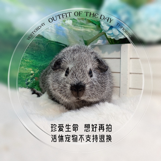 考拉加州弟弟 荷兰猪 豚鼠 包邮包风险