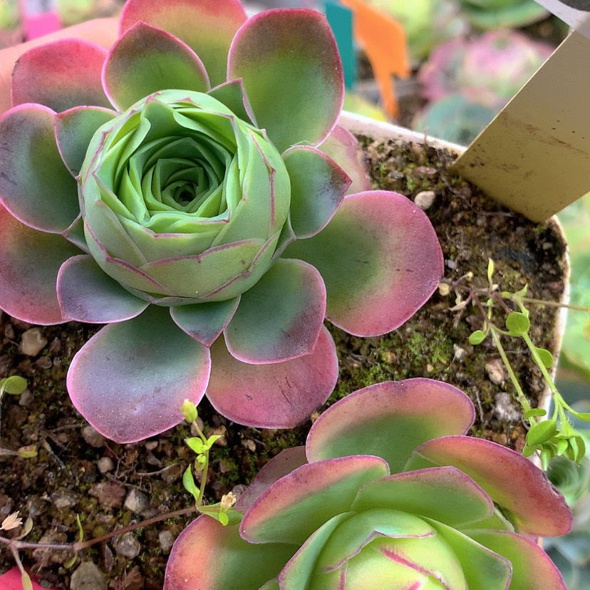 【闪购商品】yjj310极红色帕