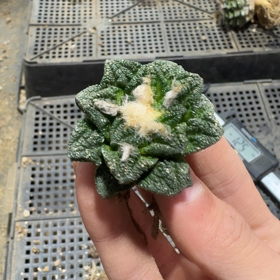 370号仙人球小萝卜根