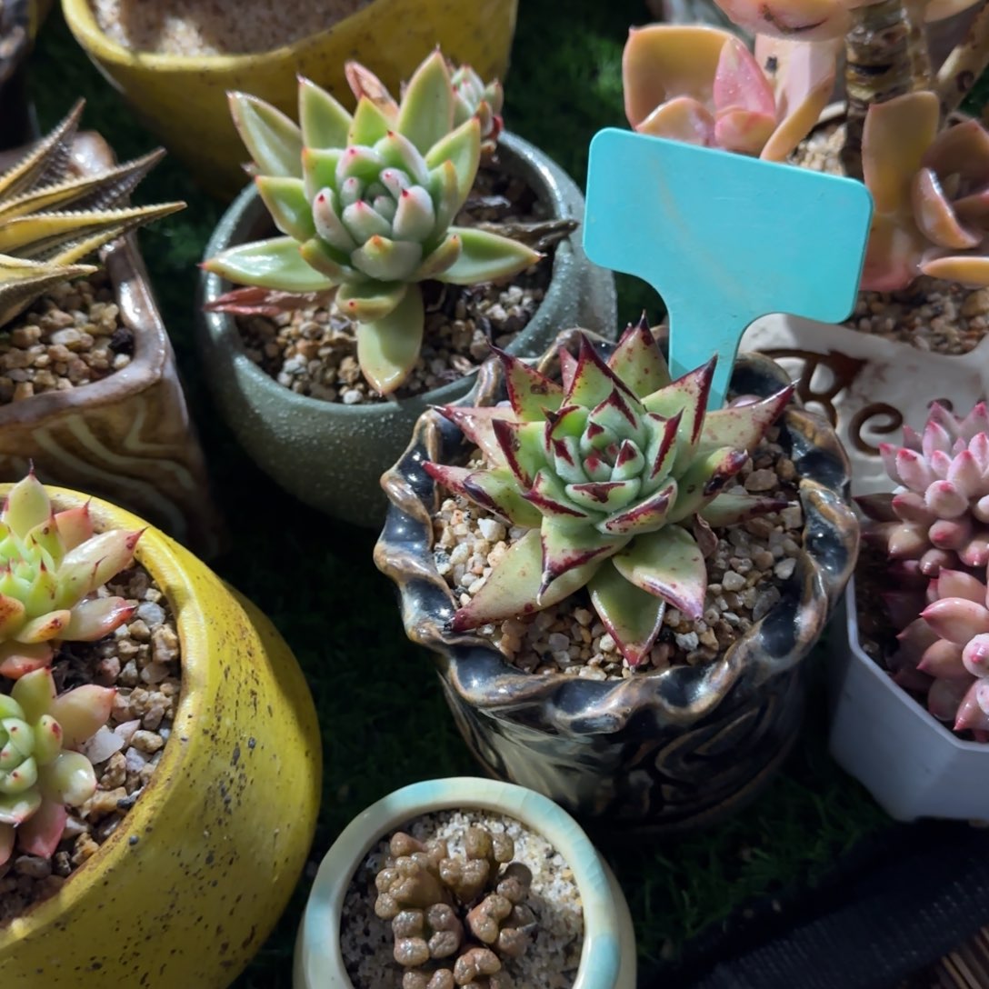 宁***君多肉植物，黑糖汁乌木