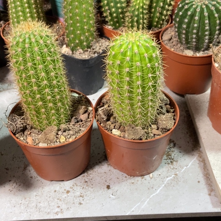 冰***洁仙人球时光两颗寄养