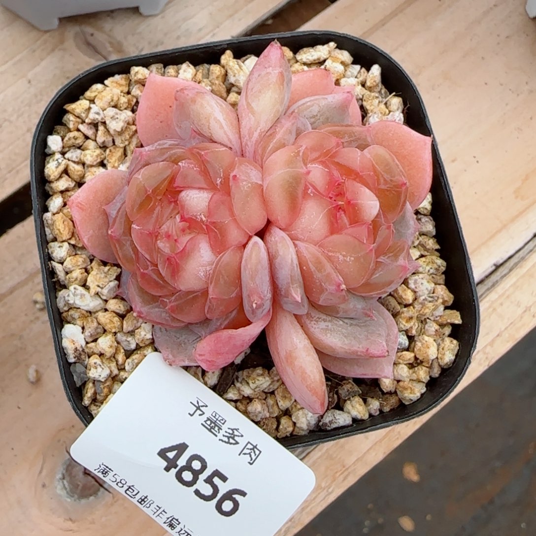 孤品，4856多肉植物