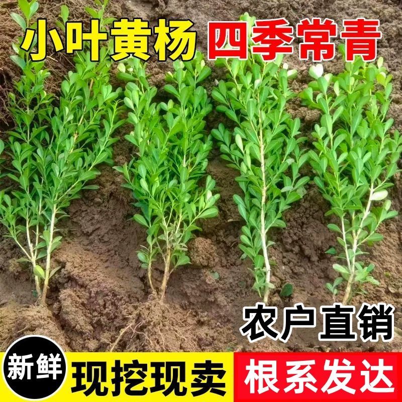 小叶黄杨球瓜子黄杨四季常青别墅地栽庭院花坛耐寒绿化植物篱笆墙