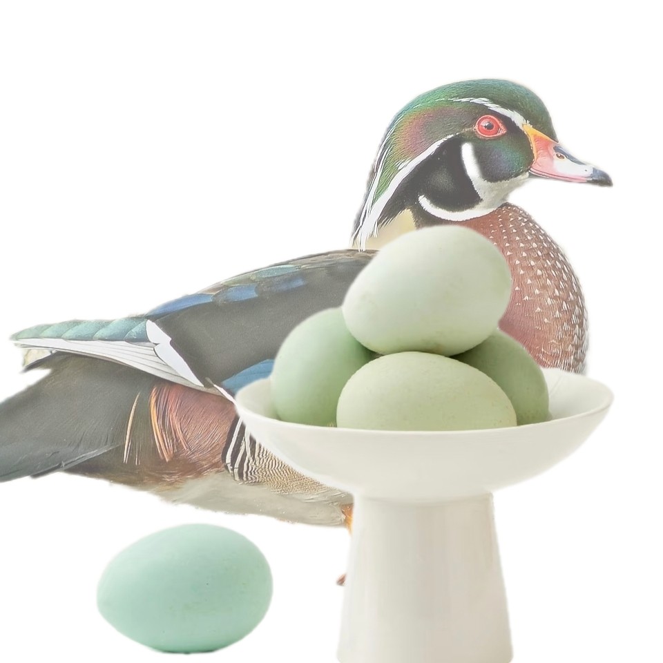 新鲜蛋木鸭小黄鸭蛋蛋种蛋现捡好吃的