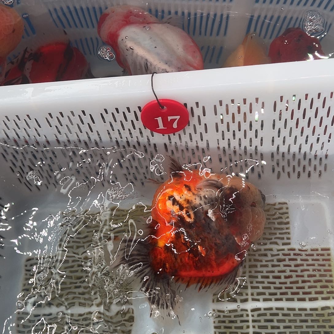 广***仔抖音上的小伙伴们都在说我的名字