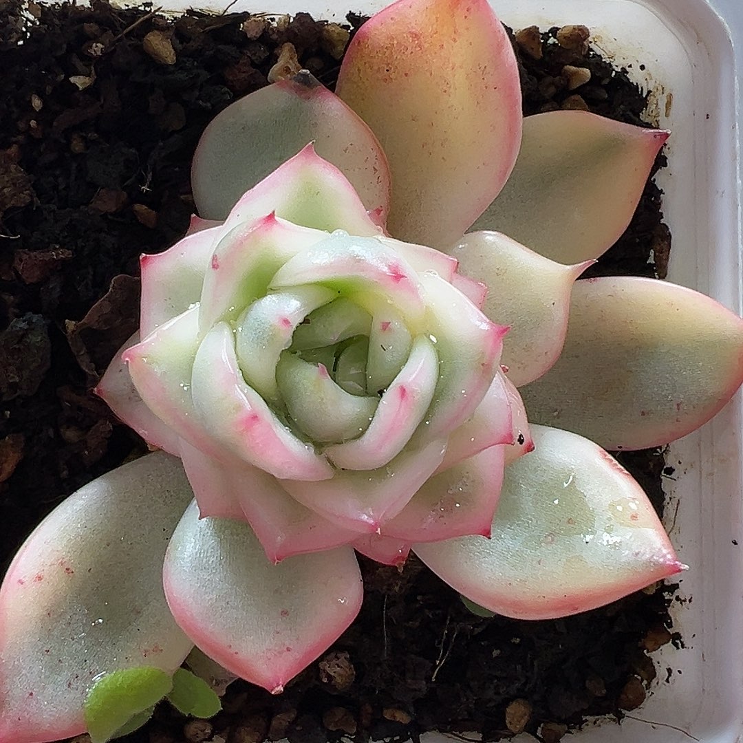 佛罗瑞安娜锦多肉植物