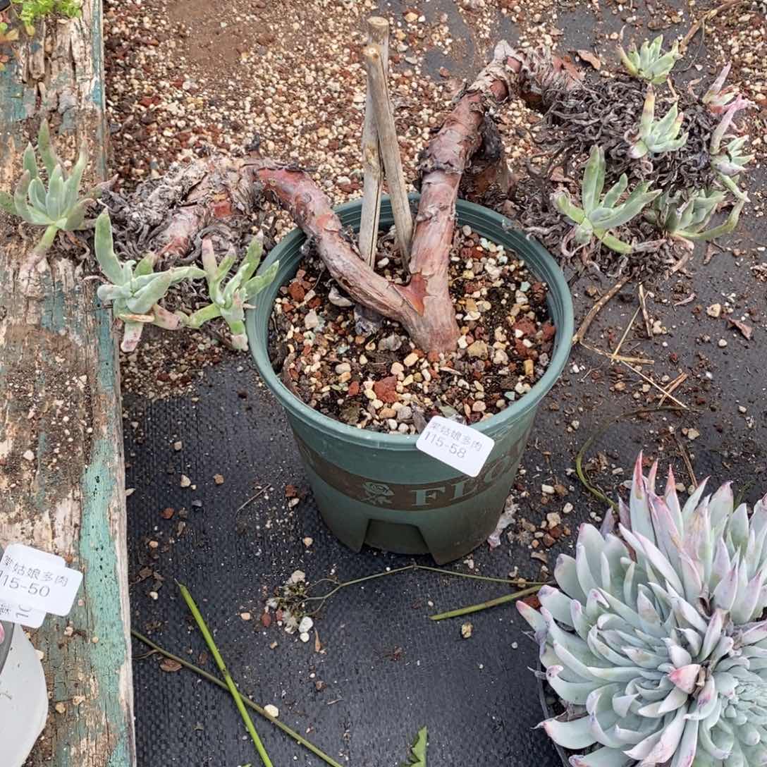 58号老桩粗腿子瑕疵