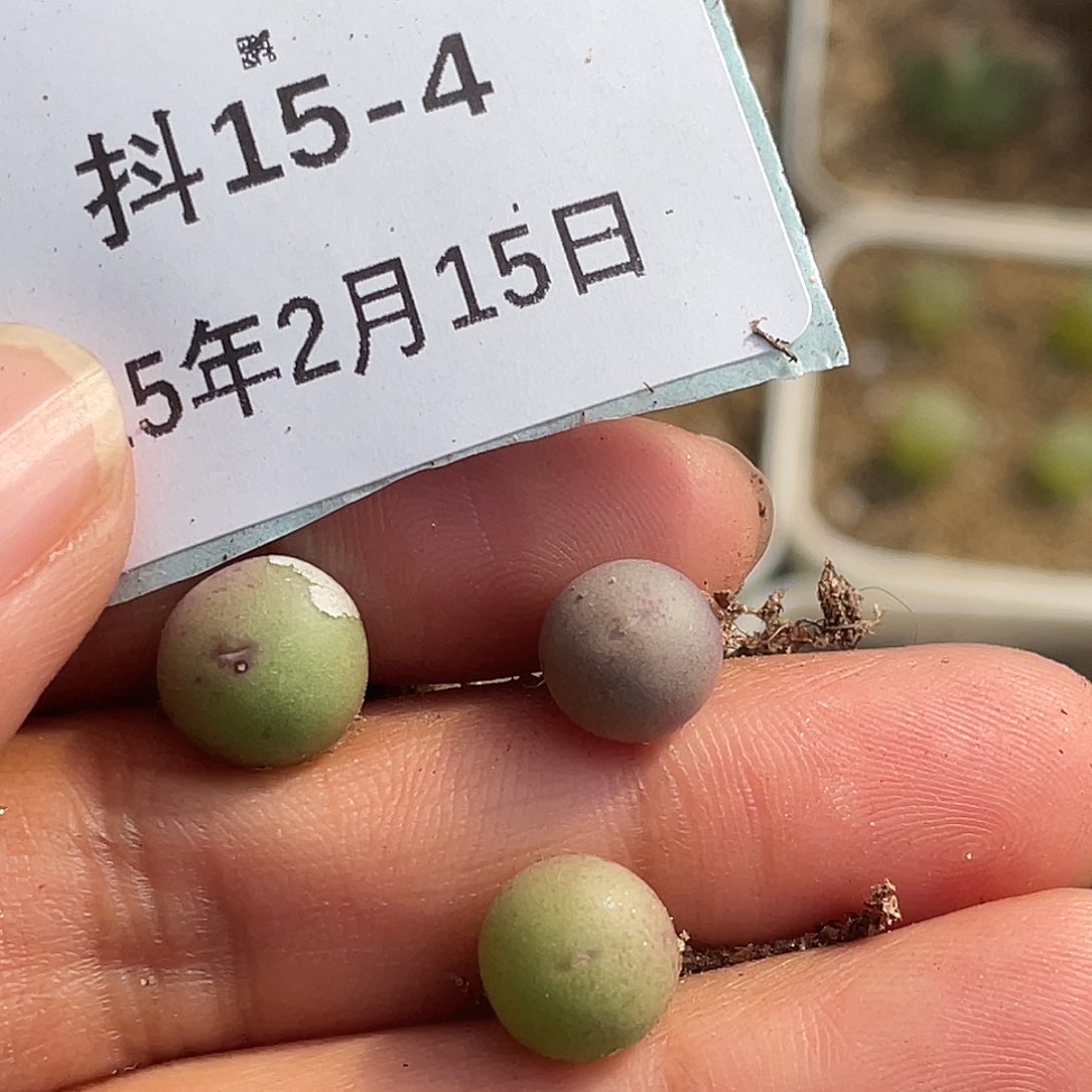 15-4肉锥v嘴多肉植物