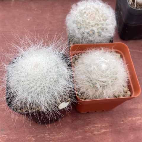 白*组合三颗5仙人球