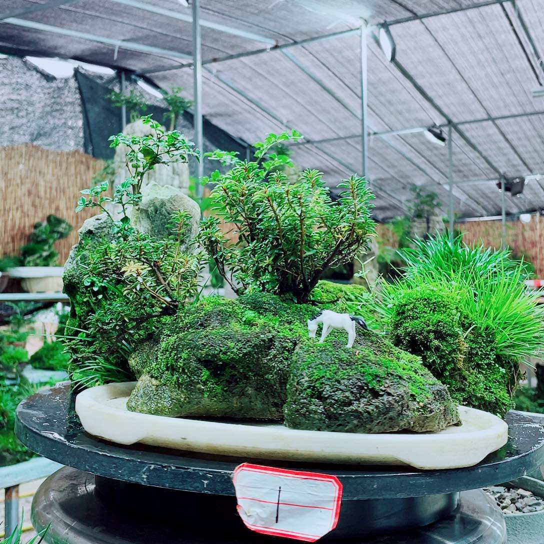 梧***桐当前无花栽培后可以开花