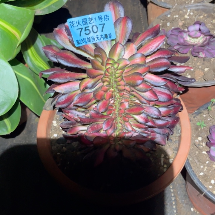 晚霞缀 7507 多肉植物