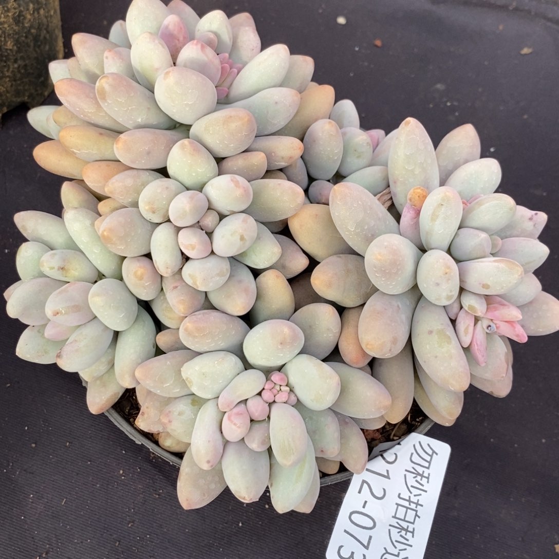 勿秒拍秒退1212-73粉恋