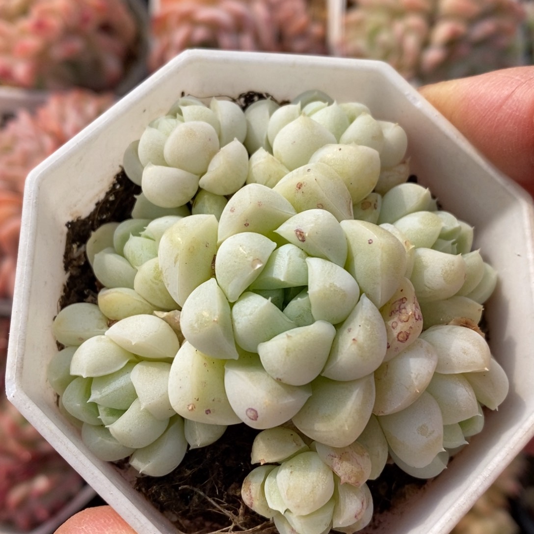 精品多肉一物一拍不包整17
