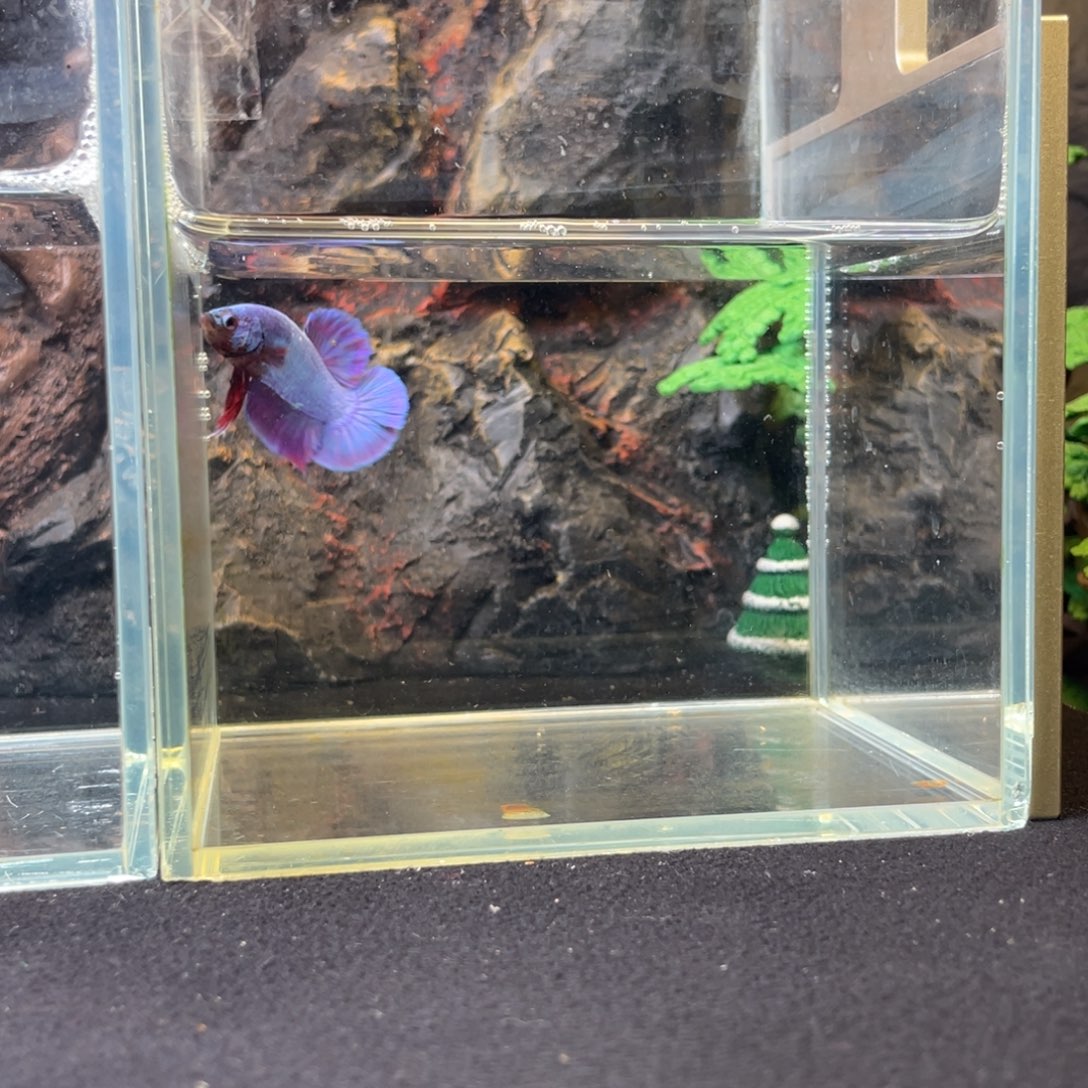 斗鱼十二月二十四日竞价