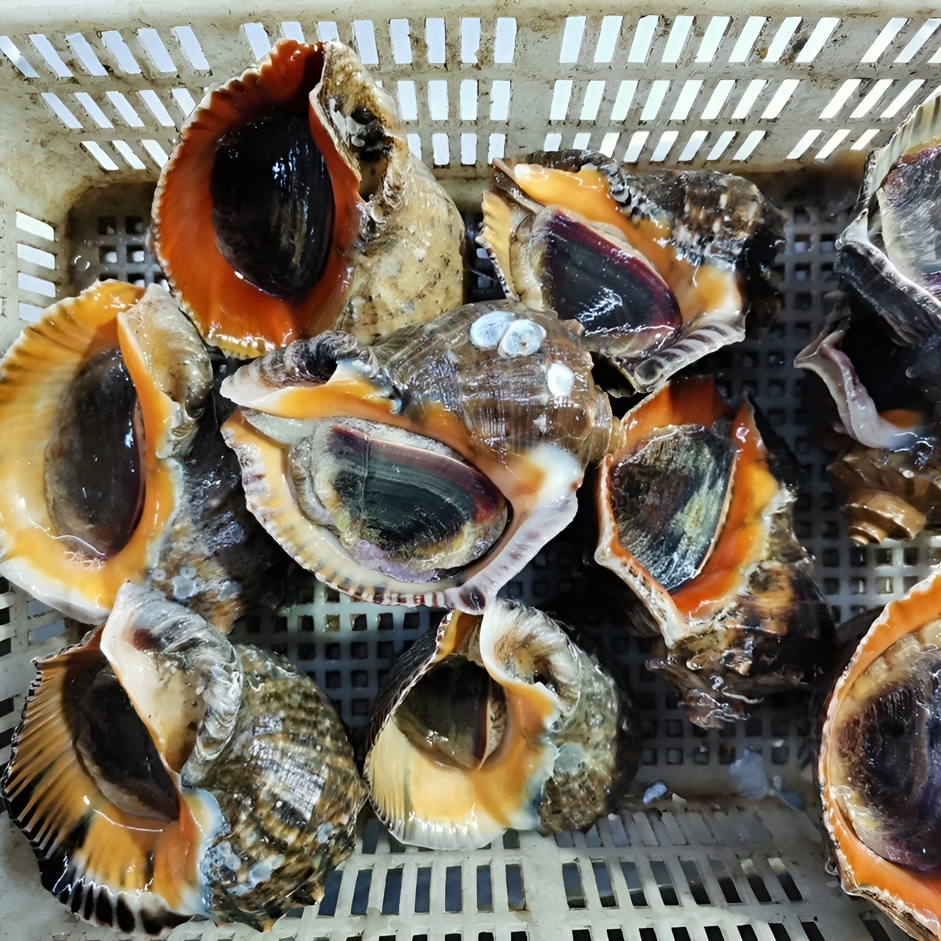 渤海湾薄皮大海螺