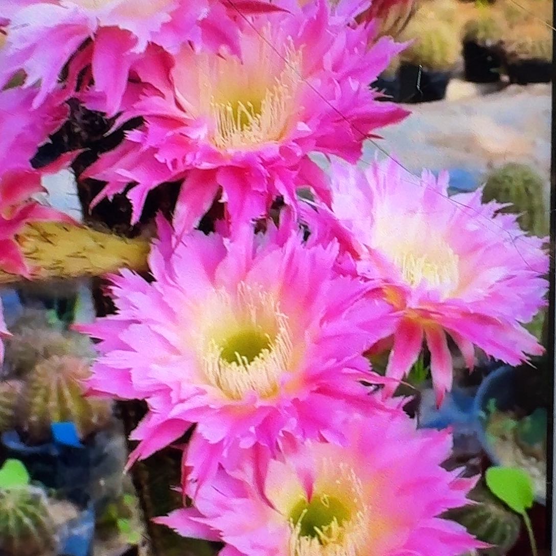 紫薇星侧芽5公分毛花柱