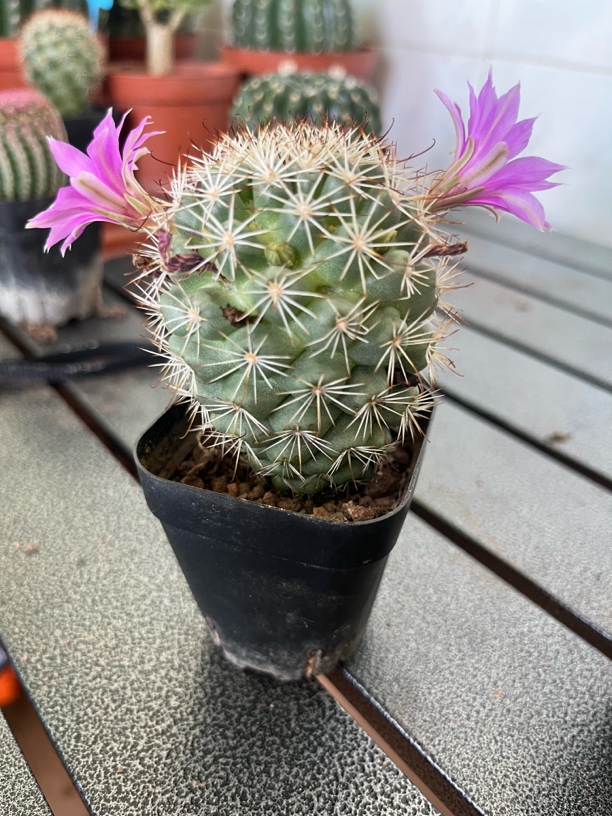 蓬莱宫仙人球室内盆栽开花植物(偏远地区不包邮)