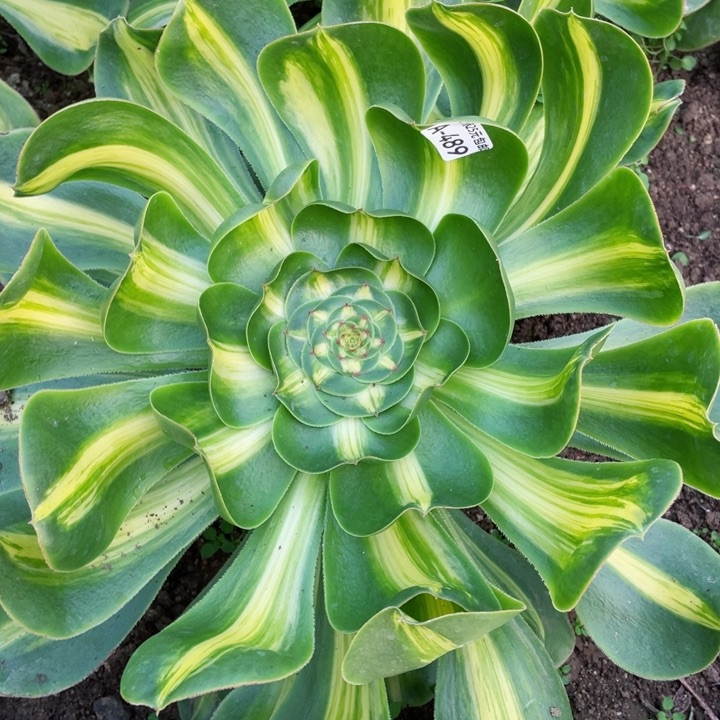 489暴君多肉12345678