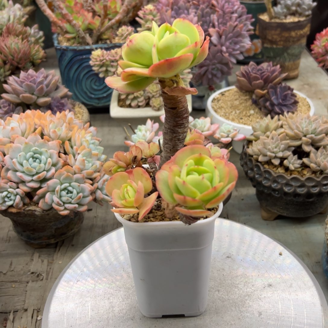 碧桃18 零零多肉植物