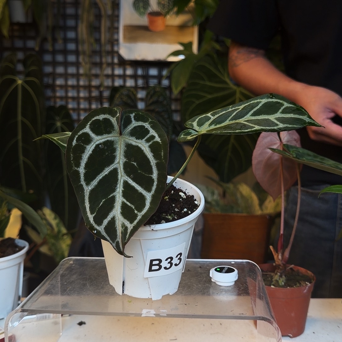 完全开放B34荧光贝斯