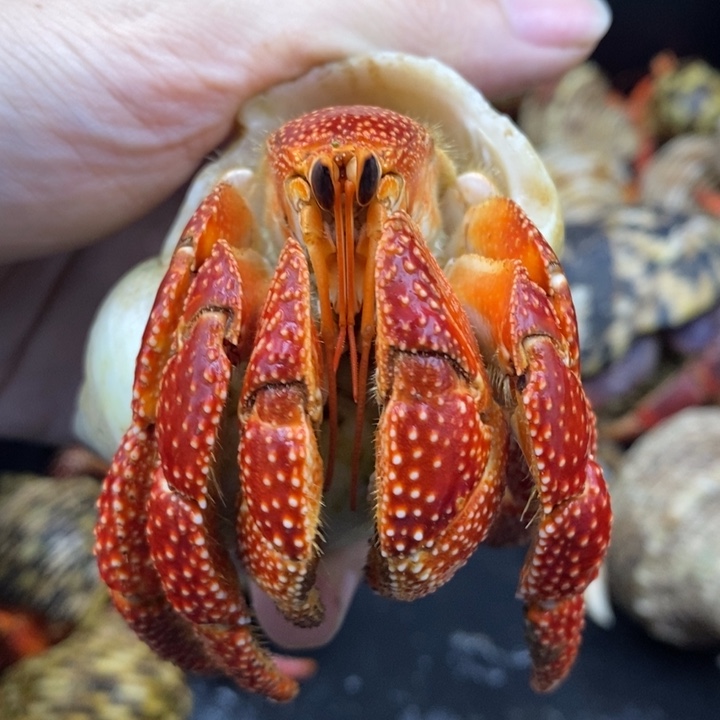 4.2口大眼法拉利斐济
