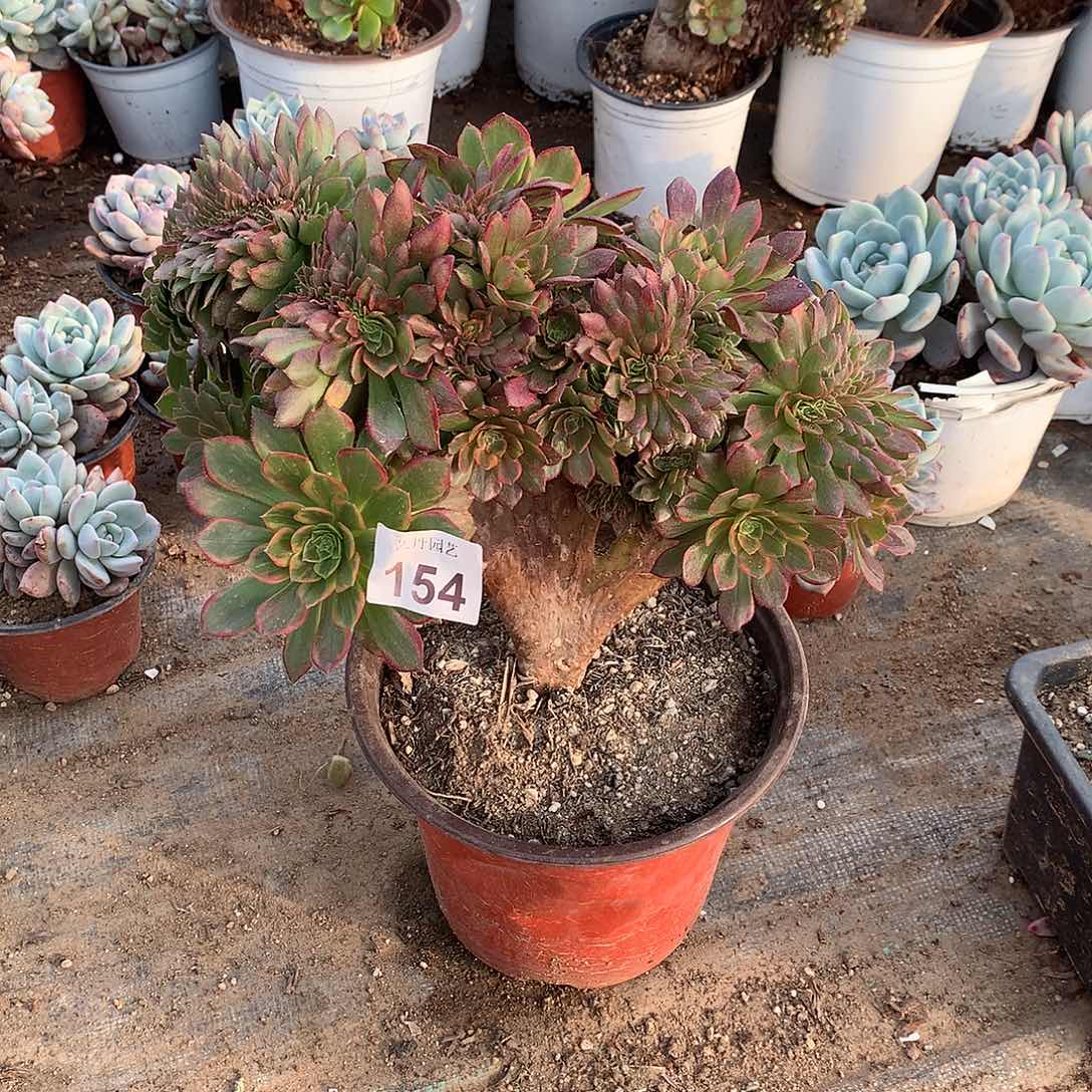 154万黄缀化缀化的