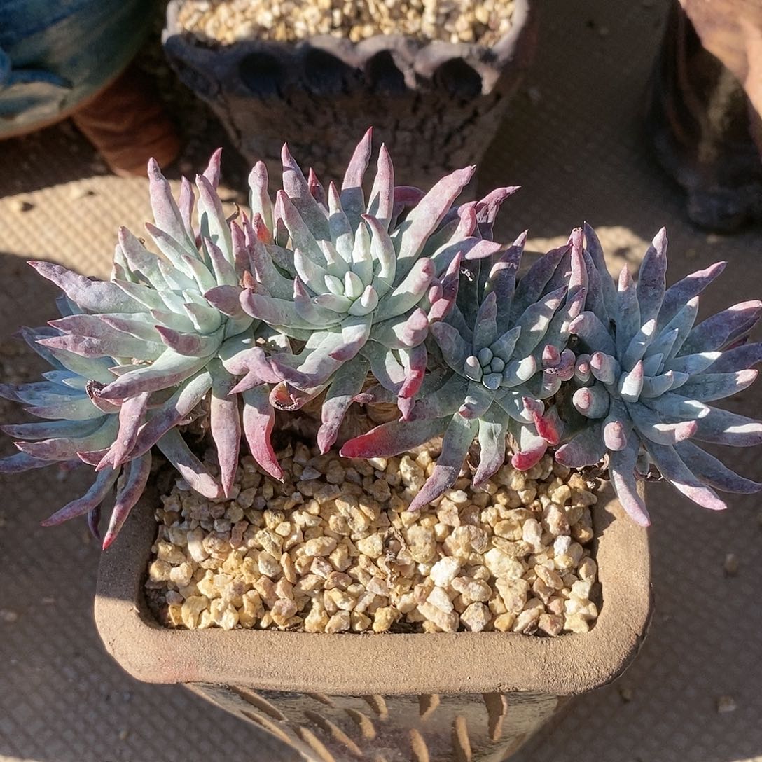 【闪购商品】哈哈哈雪花多肉2228