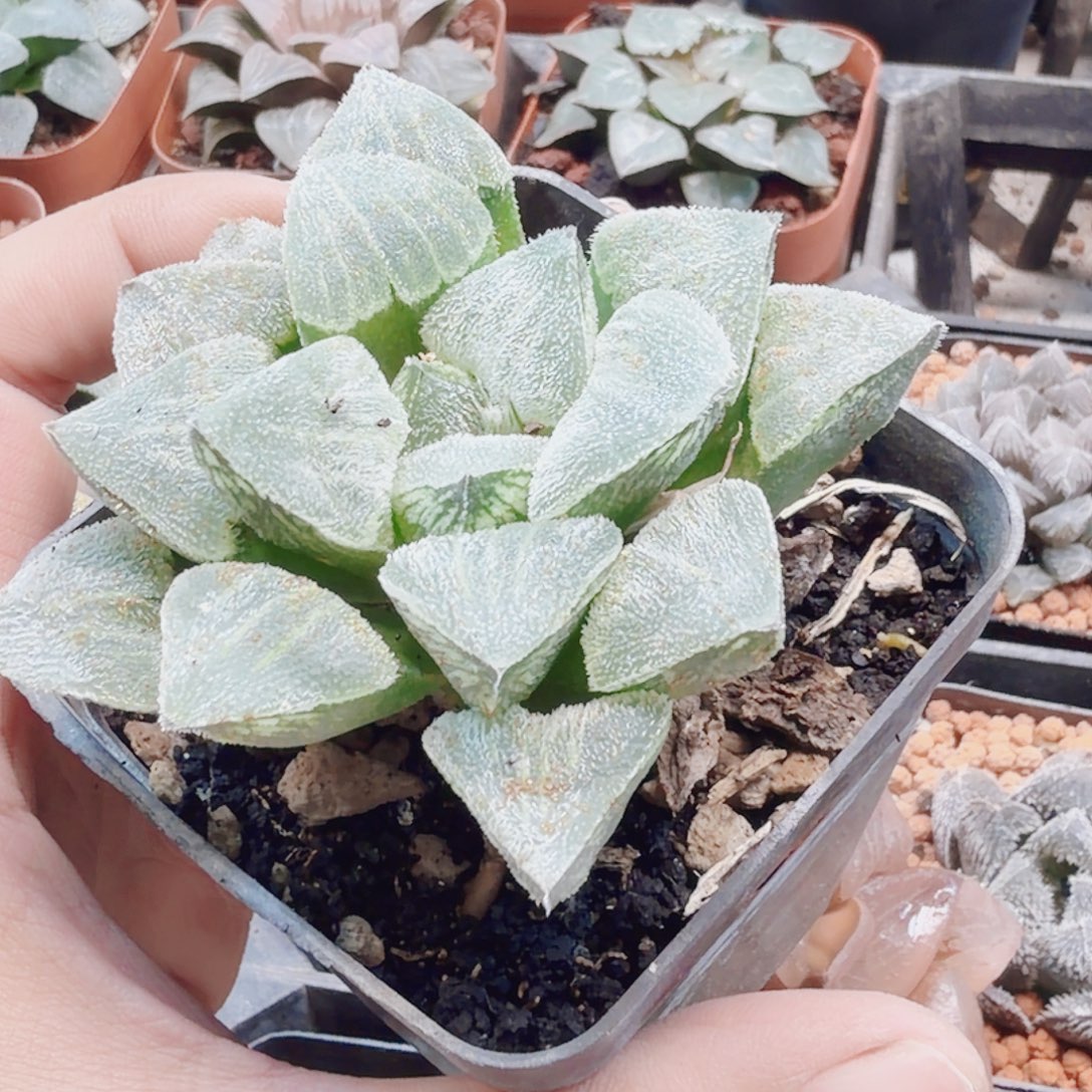 无花朵十二卷 雪姬母本福利