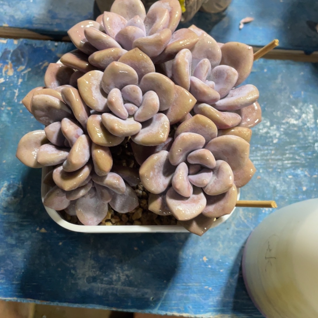 温***馨一物一拍中通快递