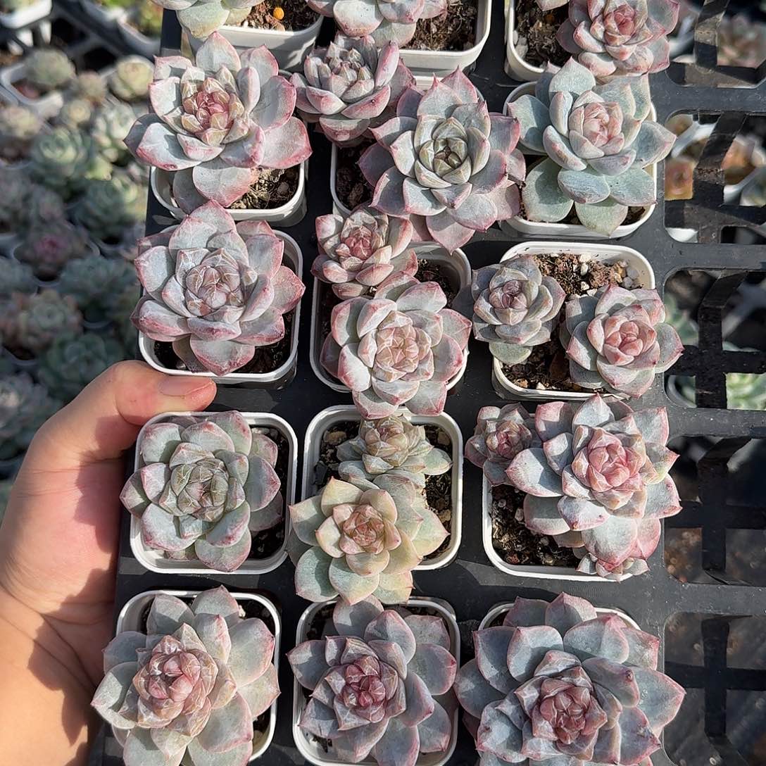 如图5.5白方粉钻5颗一组不售后
