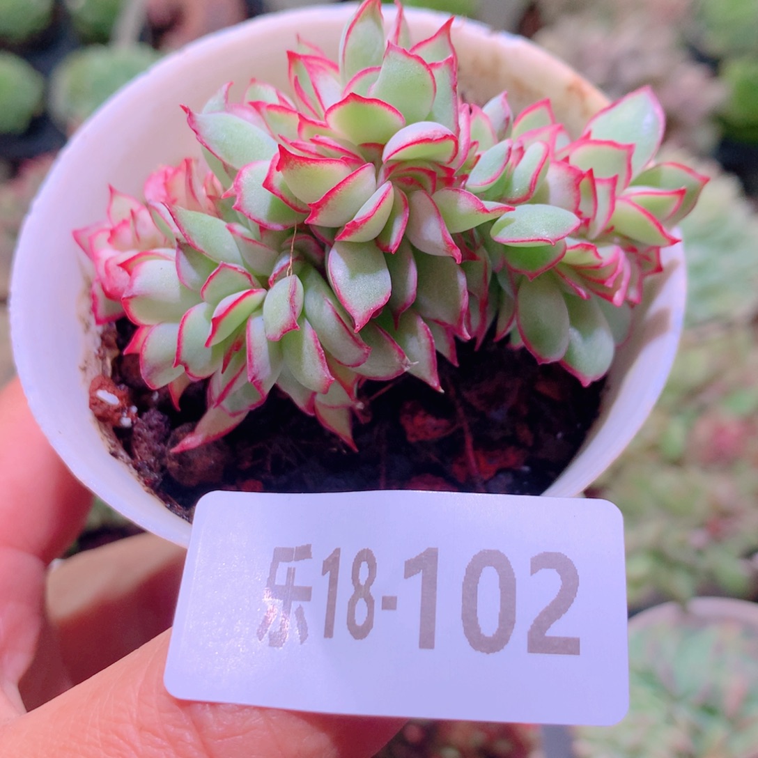 乐然18-102 月光女神缀化