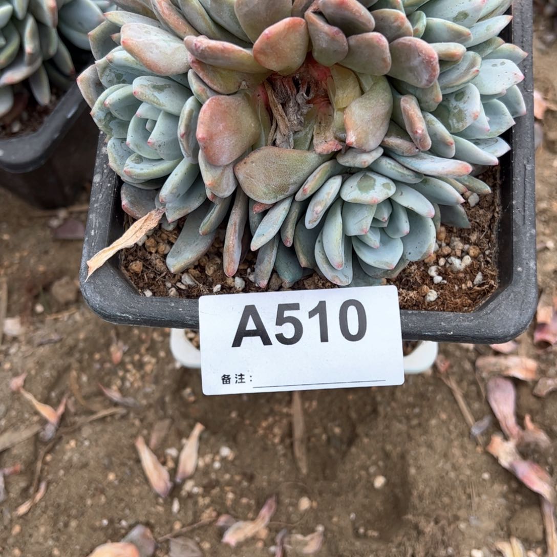 是***醒510 多肉多肉多肉多肉