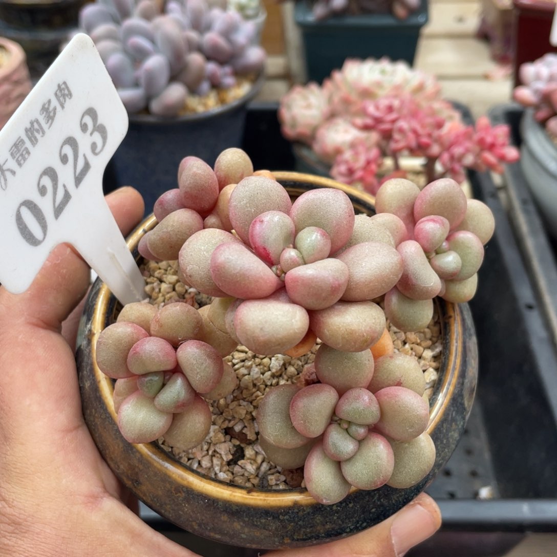 0223先锋派不带盆10厘米