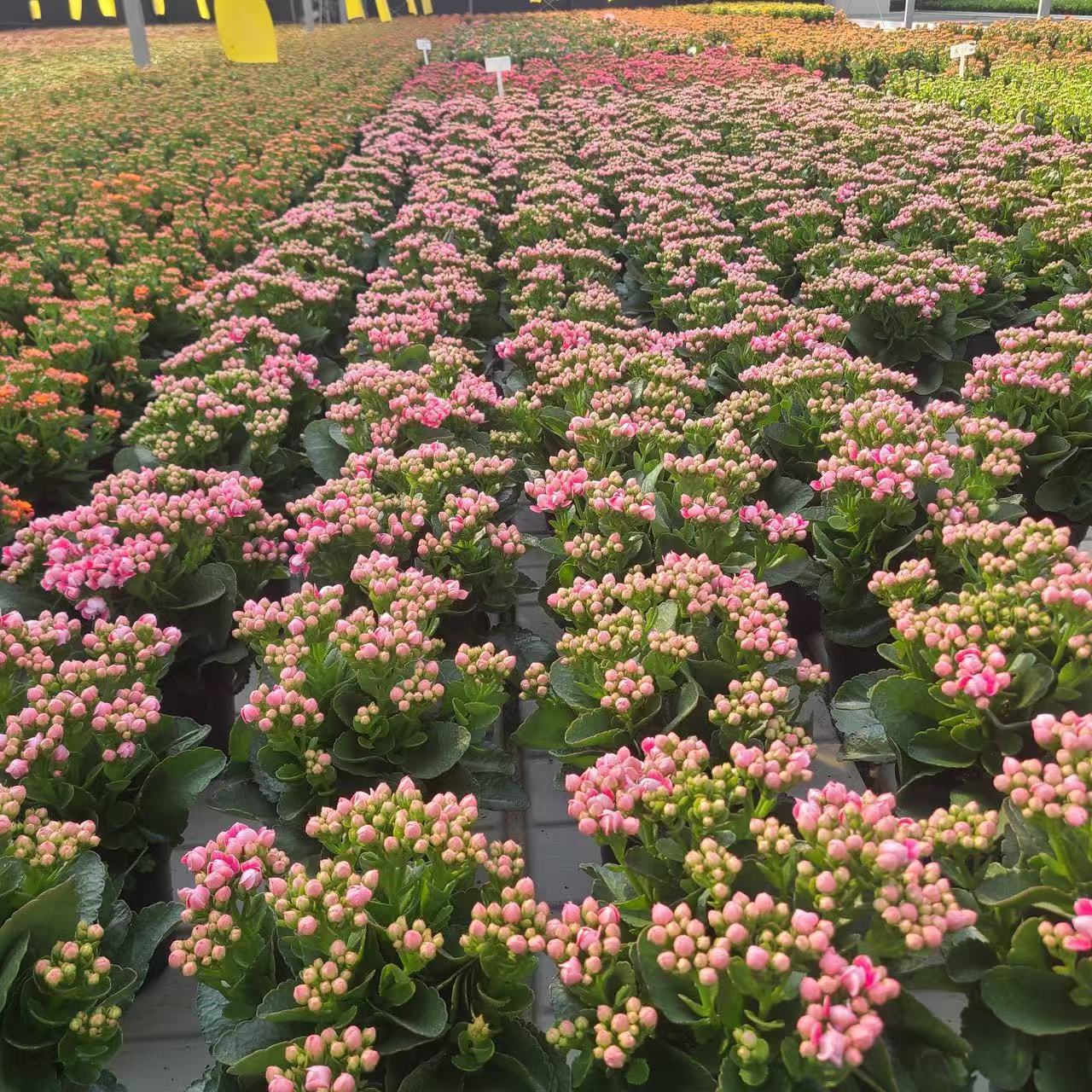 一盆长寿花   盆栽花卉