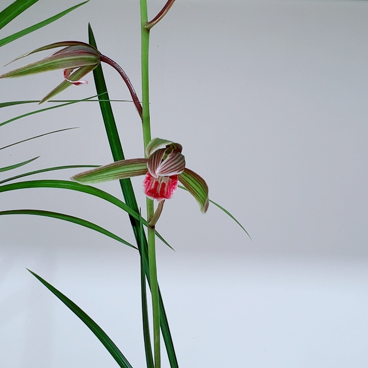 弓***量完全开放一物一拍