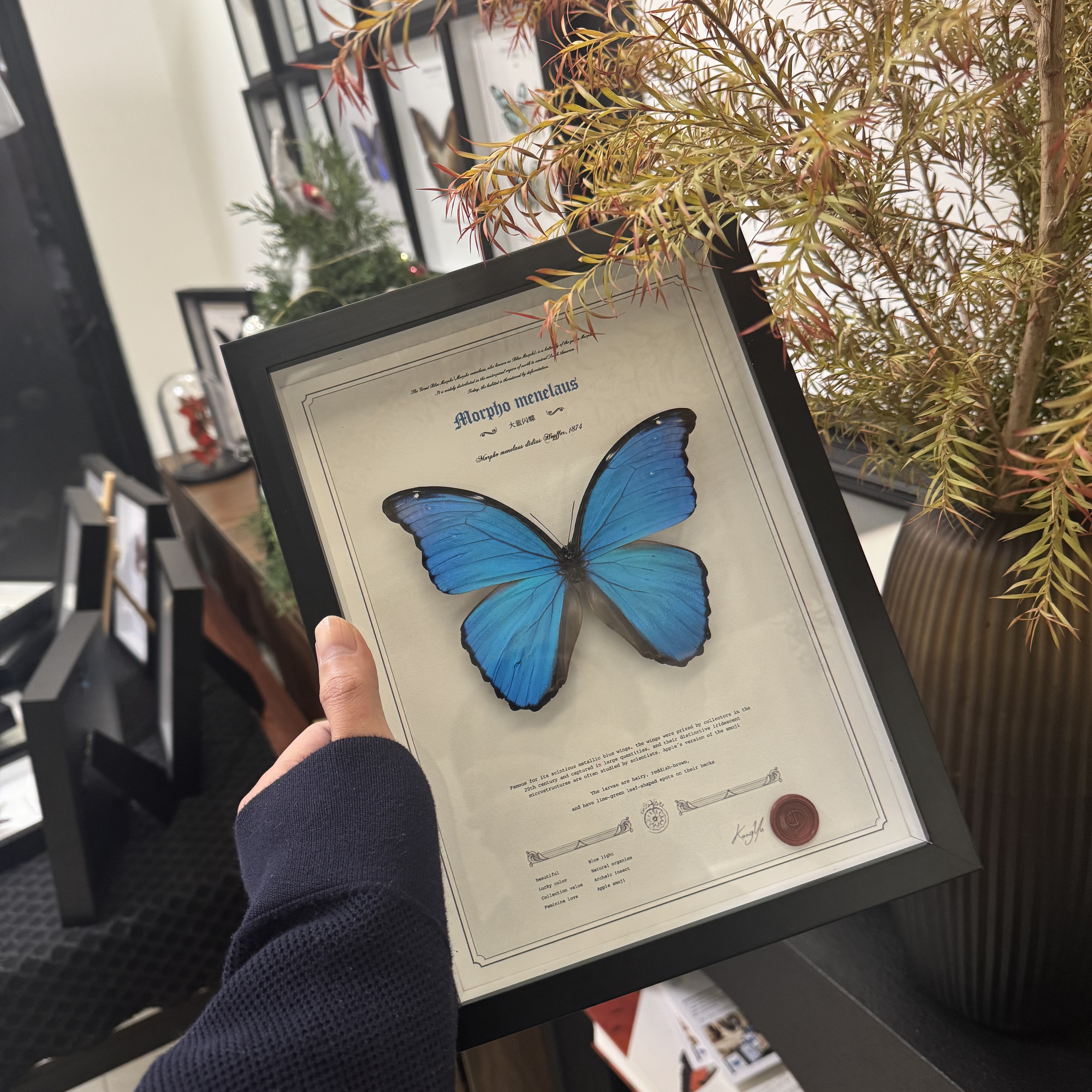 大蓝闪蝶直播福利品