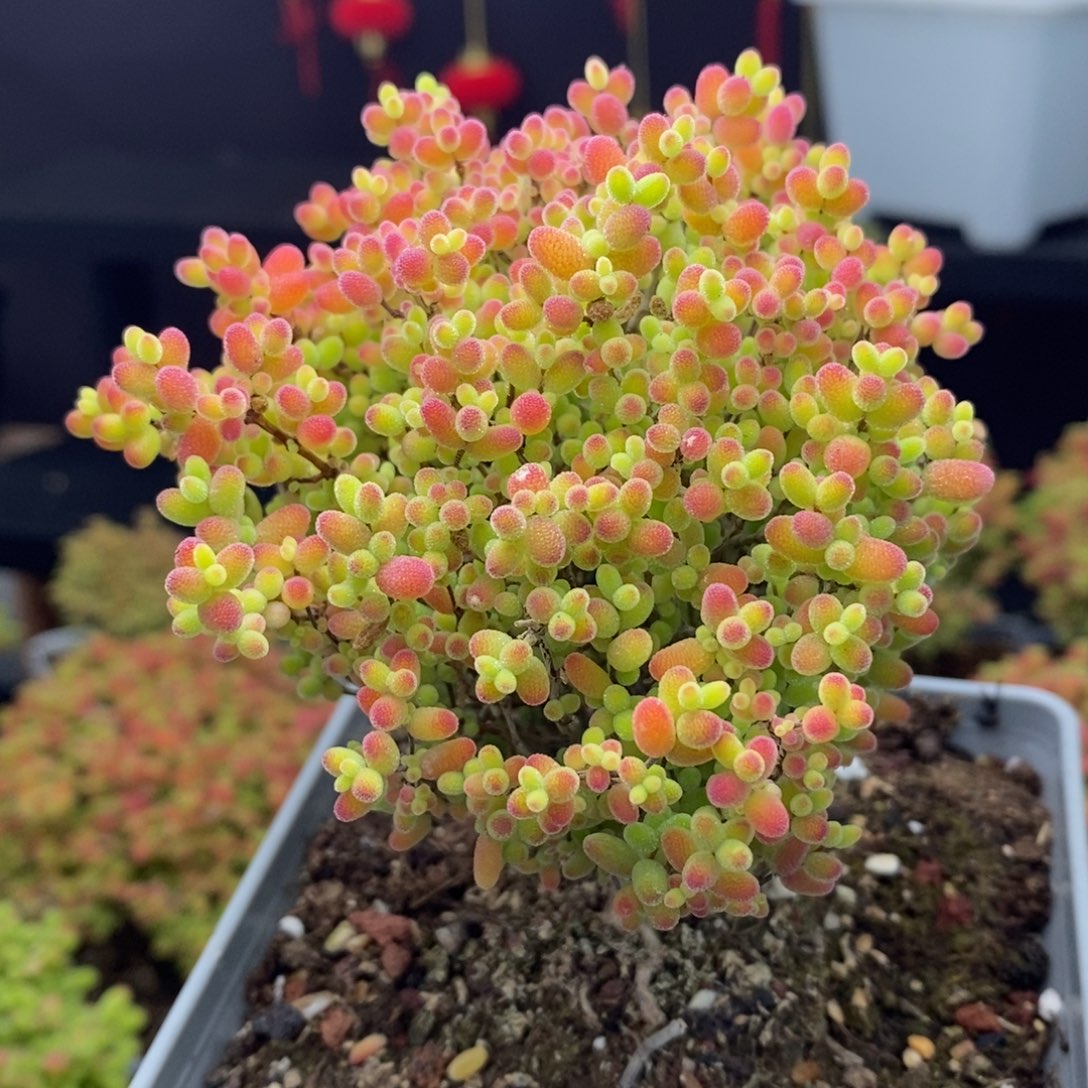 532号蜜橘糖球枝干多肉