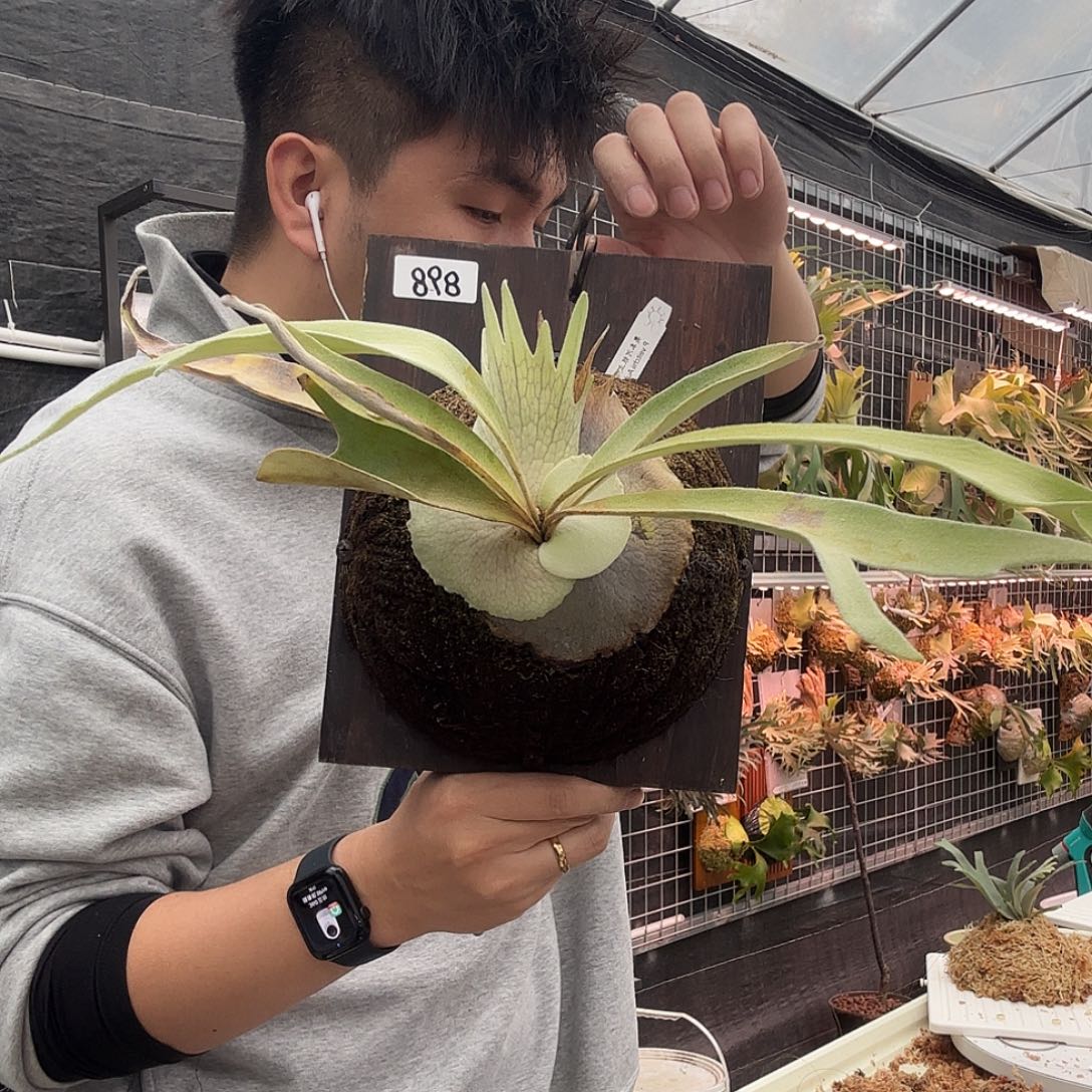 无花朵奥本河银鹿鹿角蕨