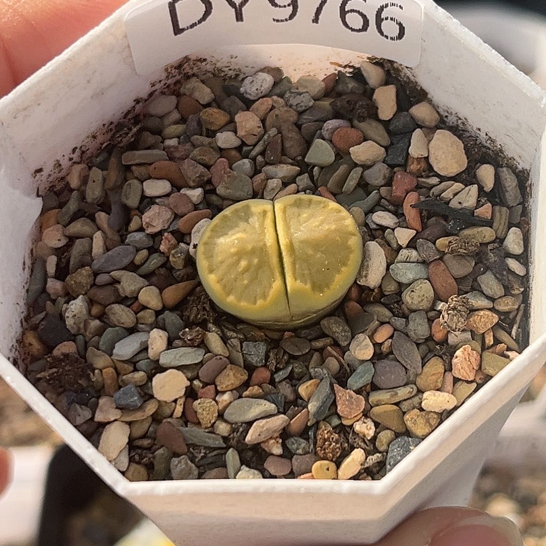 一物一拍绿菊9766