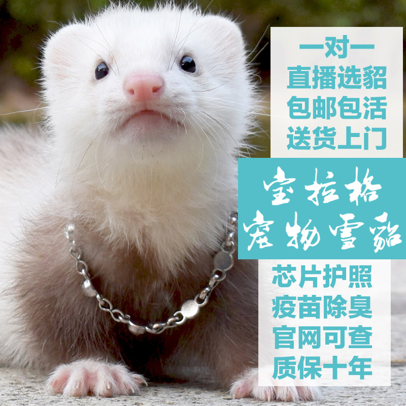 宝拉格雪貂宠物 幼崽活体 貂宠物 安格鲁貂活物 时尚可爱小型萌宠