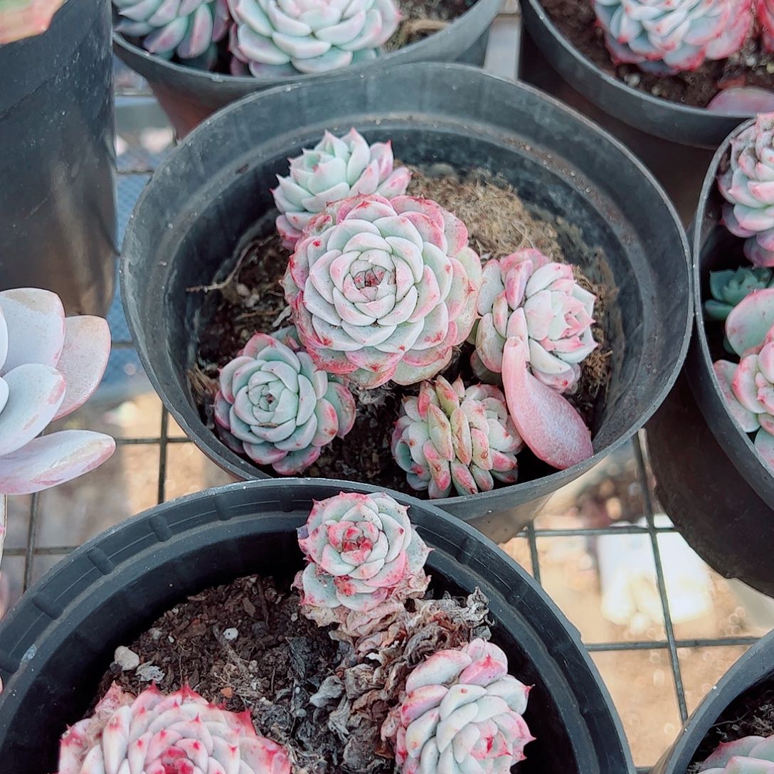 天鹅绒多头造型精品特价三盆