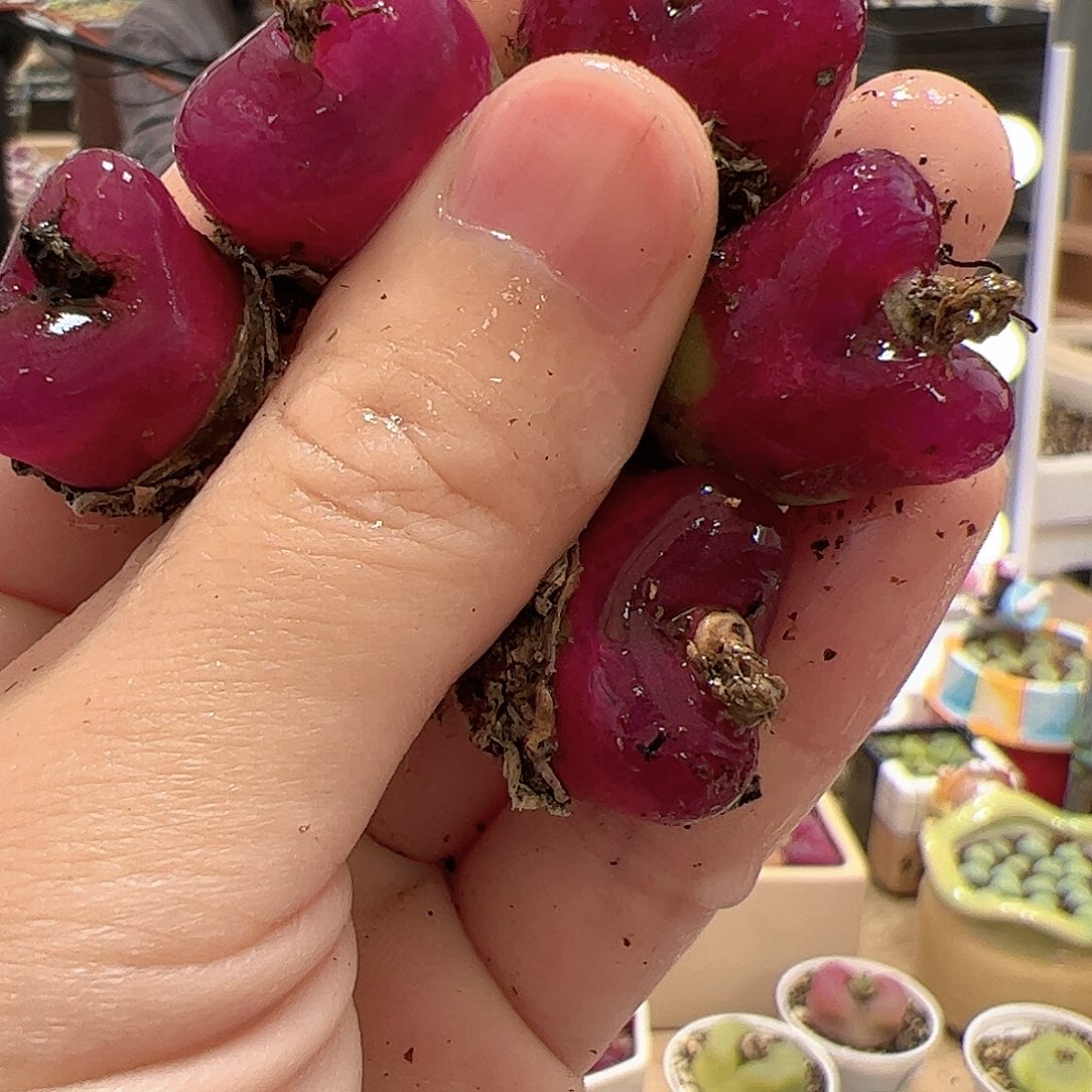 【闪购商品】27 车厘子x5